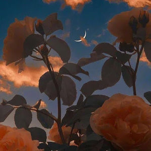 Meet your Posher, Diliara